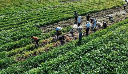 四川古藺“糧煙融合”鼓起農(nóng)民“錢袋子”