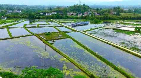 一田兩用 一水雙收 漁糧共贏  四川達州耕河牧漁構筑“水上糧倉”