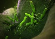 我科學(xué)家為根除幽門螺桿菌提供新方案
