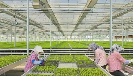 寧夏“十四五”期間特色農(nóng)業(yè)產(chǎn)業(yè)發(fā)展勢(shì)頭強(qiáng)勁