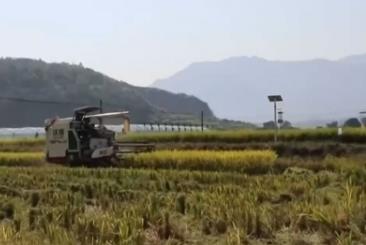 晚播小麥如何保產(chǎn)量？霜降搶秋該怎么搶？專家分析