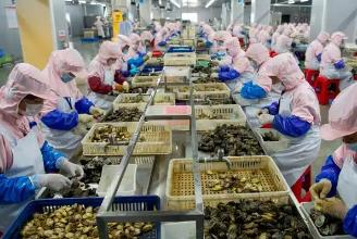 前三季度福建鮑魚制品出口值穩(wěn)居全國第一