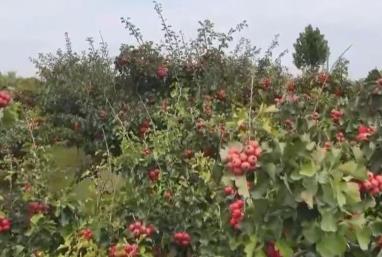 金秋中國豐收圖景：山楂紅、蘋果甜、紫菜鮮，特色產(chǎn)業(yè)拓寬鄉(xiāng)村振興路