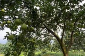 “中國香柚之鄉(xiāng)”湖南江永縣智能化種植迎來“智慧蝶變”