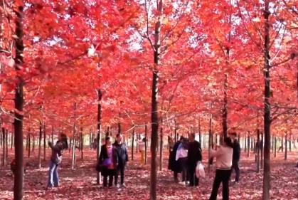 “楓葉+”燃動秋日文旅消費(fèi)“熱引擎” 以旅促農(nóng)增收再添“金鑰匙”