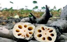 “洪湖蓮藕”品牌估值達(dá)258.61億元 區(qū)域品牌價(jià)值居全國(guó)行業(yè)首位