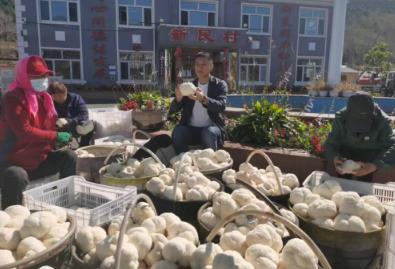 新民村“猴頭菇”引領鄉(xiāng)村振興，打造“中國猴頭菇之鄉(xiāng)”新名片