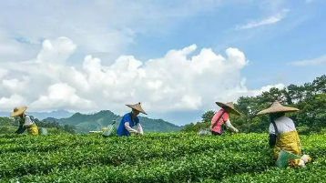 廣西“三茶”統(tǒng)籌推動(dòng)茶產(chǎn)業(yè)高質(zhì)量發(fā)展