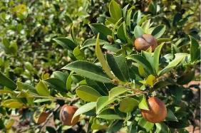 政策“組合拳”發(fā)力顯效 “十四五”期間我國(guó)茶油產(chǎn)量增長(zhǎng)53%