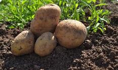 馬鈴薯成寧夏固原外貿(mào)增長“主力軍”