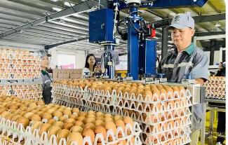 湖北浠水蛋雞產(chǎn)業(yè)里的“土”“特”“產(chǎn)”致富經(jīng)