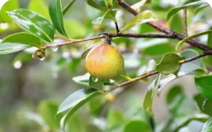 依托優(yōu)勢(shì)單品 加大科技創(chuàng)新 貴州森林食品產(chǎn)業(yè)規(guī)模效益同步躍升
