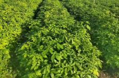 黑龍江：寒地黑土孕豐物 特色經(jīng)濟(jì)結(jié)碩果