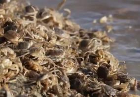 數(shù)智護(hù)航 大慶河蟹產(chǎn)量居全省榜首