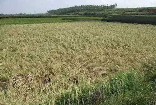 農(nóng)作物自主選育品種占比超95%，多個(gè)品種打破國(guó)外種源依賴(lài)——從粒粒良種，到倉(cāng)廩充盈