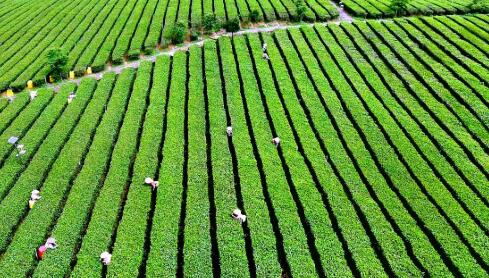 廣東英德市：“兩大百億”助力“百千萬工程”實(shí)現(xiàn)三年初見成效