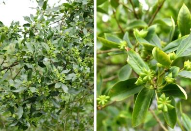 “中國(guó)八角之鄉(xiāng)”建成八角“基因庫(kù)”，告別“看天吃飯”