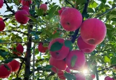 總產(chǎn)量123.65萬(wàn)噸 “蘋果之鄉(xiāng)”洛川全產(chǎn)業(yè)鏈協(xié)同發(fā)力