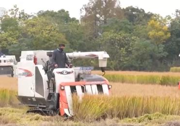 寒潮來(lái)襲 多地農(nóng)業(yè)部門(mén)全力做好糧食搶收和防寒保暖工作