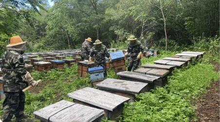 突破31億斤！龍江森工集團(tuán)2025年森林糧食產(chǎn)量再攀新高