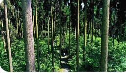 國(guó)家發(fā)展改革委等部門(mén)印發(fā)意見(jiàn) 加快建設(shè)現(xiàn)代化國(guó)有林場(chǎng)