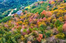 福建森林提質(zhì)四大舉措打造百姓“幸?？可健?></a></div><!-- img end -->	<div   id=