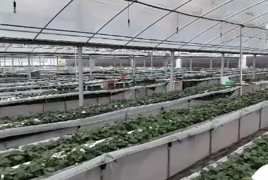 寒潮來(lái)襲 各地多部門(mén)積極應(yīng)對(duì)護(hù)航農(nóng)業(yè)生產(chǎn)