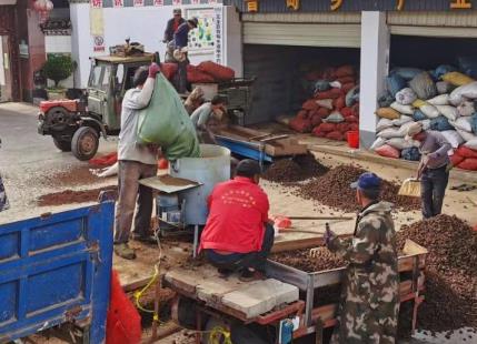 “云藥之鄉(xiāng)”玉龍縣探索中藥材產(chǎn)業(yè)綠色發(fā)展模式