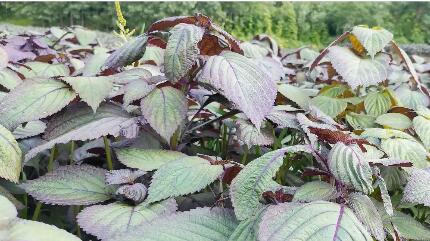 湖北黃石陽(yáng)新縣“陽(yáng)新紫蘇”區(qū)域公共品牌發(fā)布