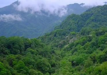 到2030年，四川省林業(yè)綜合產(chǎn)值力爭達到1萬億元