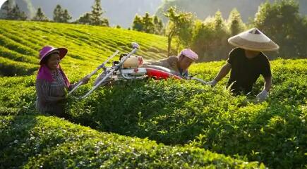 貴州構(gòu)建“從茶園到茶杯”新茶飲產(chǎn)業(yè)鏈