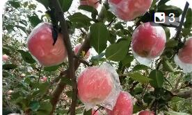 山西運(yùn)城：上郭蘋(píng)果長(zhǎng)成富民興鄉(xiāng)“黃金產(chǎn)業(yè)”