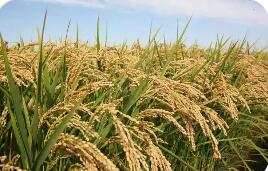 吉林省德惠市：全力推動粳稻產(chǎn)業(yè)集群建設(shè)