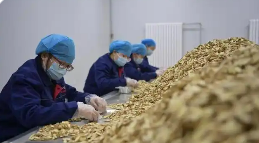 甘肅中藥材穩(wěn)步拓展歐盟市場