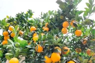 “智慧農(nóng)業(yè)+雙向物流”助力鄉(xiāng)村振興 小橙子成為農(nóng)戶“致富果”