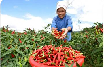 貴州特色食用農(nóng)產(chǎn)品產(chǎn)業(yè)發(fā)展穩(wěn)中有進(jìn)