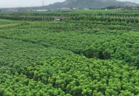 關(guān)鍵進展！我國林業(yè)良種選育精度提升至70%以上 為“擴綠、興綠”護航