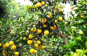 從“一棵樹”到“一條鏈” 三峽庫區(qū)崛起“橙汁之都”