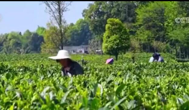 前10個月鄉(xiāng)村產(chǎn)業(yè)保持良好發(fā)展勢頭