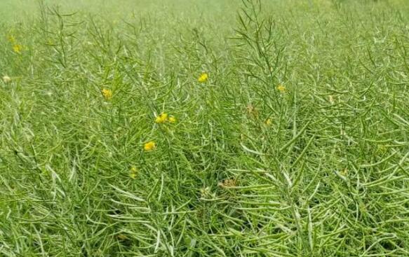 湖北油菜籽創(chuàng)歷史新高，年產(chǎn)量超300萬噸