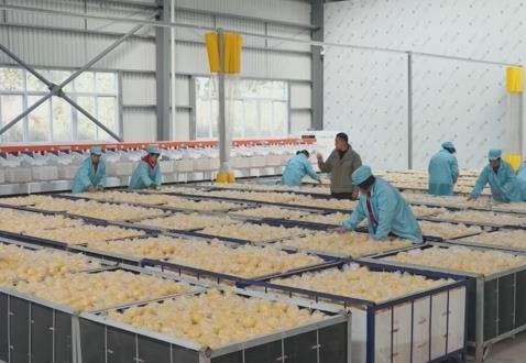 “服務(wù)+科技”擦亮特色產(chǎn)業(yè)“金字招牌” 農(nóng)戶增收“節(jié)節(jié)高”