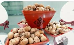 去年綜合產(chǎn)值超五十億元 陜西商洛核桃走出深山奔赴大市場(chǎng)