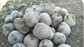 精深加工助云南富源魔芋實(shí)現(xiàn)價(jià)值躍升