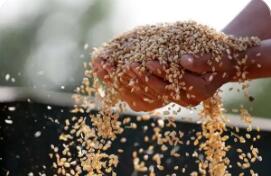 減損是增產(chǎn) 降耗亦增收 智能化新裝備開啟節(jié)糧減損新時代