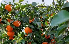 廣西荔浦深耕“靠山吃山”新內(nèi)涵 “花果山”變農(nóng)戶增收“聚寶盆”