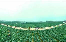 “中國西蘭花之鄉(xiāng)”江蘇響水，如何進(jìn)一步“心花怒放”？