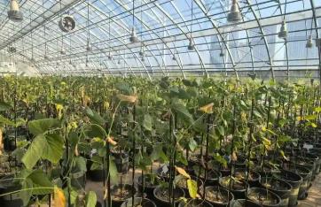 黑龍江：智慧農業(yè)聚合力 數智賦能促增收