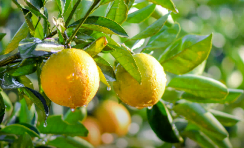 百果園技術(shù)驅(qū)動“橙以橙”品質(zhì)躍升，采購量增68%