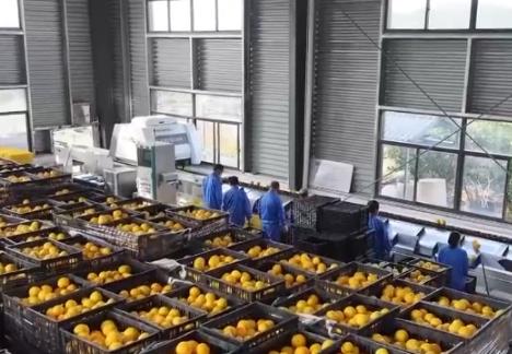 “小農(nóng)機”變成農(nóng)民“金扁擔” 數(shù)智化賦能十萬畝果園“鏈”起富民大產(chǎn)業(yè)