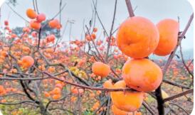 廣西恭城：打造月柿“百億產(chǎn)業(yè)”金名片